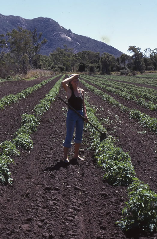 Bowen Tomatos - 1975